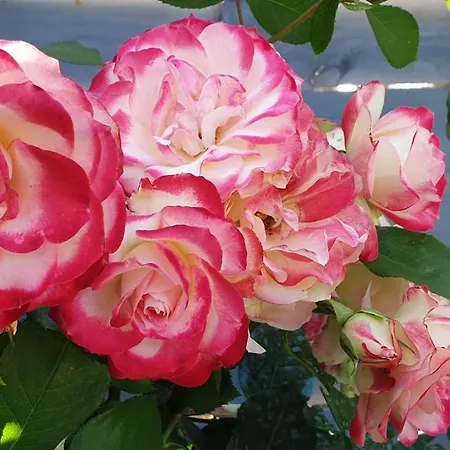 L'Hermine Occitane B&B Gæstehus 4*