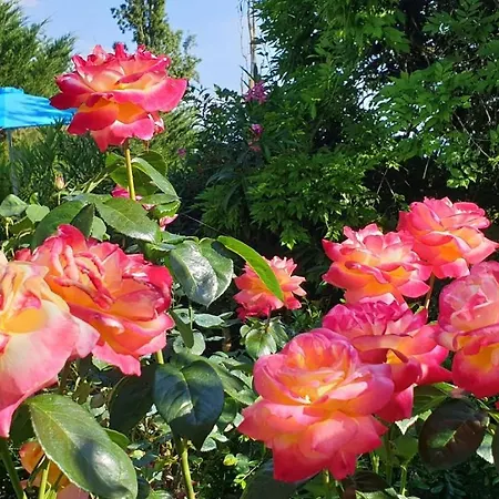 L'Hermine Occitane B&B Gratens