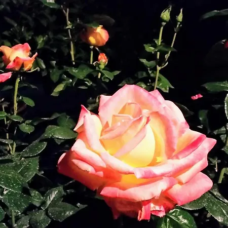 Gæstehus L'Hermine Occitane B&B Gratens